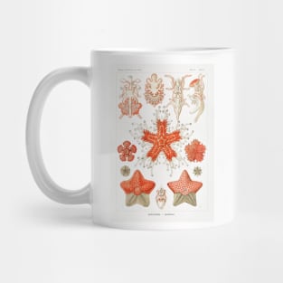 Asteridea - Ernst Haeckel Mug